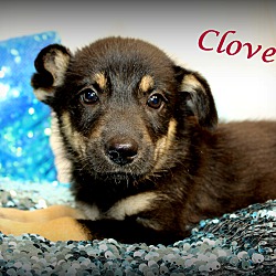 Thumbnail photo of Clover~adopted! #3