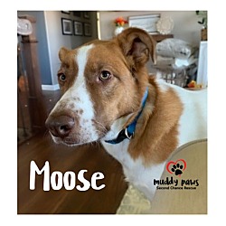 Thumbnail photo of Moose (Courtesy Post) #3