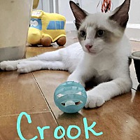 Photo of Crook