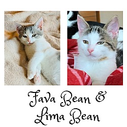 Photo of Fava Bean and Lima Bean - kittens