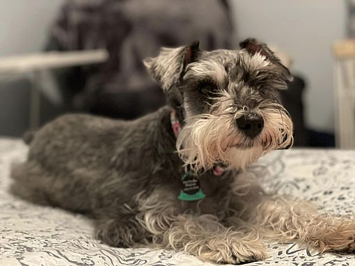 can a american eskimo dog and a miniature schnauzer be friends