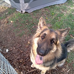 Photo of Harley