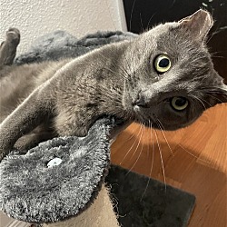 Photo of Indigo (Indie) Offered by Owner - Russian Blue mix