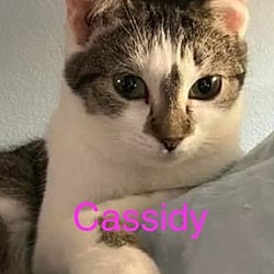 Photo of CASSIDY Kitten