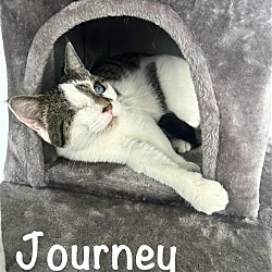 Thumbnail photo of Journey and Rhodes (BONDED) #1