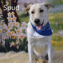 Photo of Spud