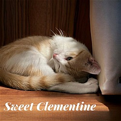 Thumbnail photo of Sweet Clementine #1