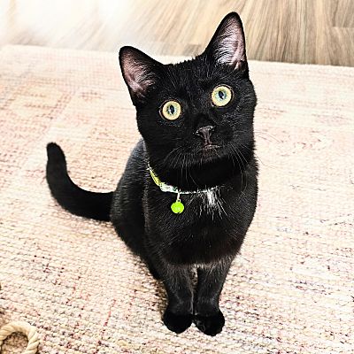 Chicago, IL - Domestic Shorthair. Meet Mac a Pet for Adoption ...