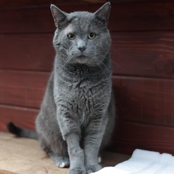 Photo of Smokey