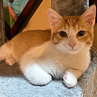 adopt-pet
