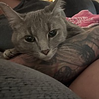 adopt a pet