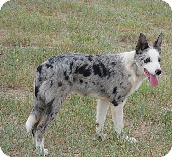 Short Haired Brown Border Collie