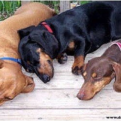 Thumbnail photo of Adoptable wieners since 1991! #3