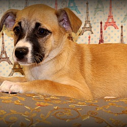 Thumbnail photo of Kiwi~ adopted! #3