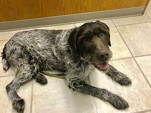 German wirehaired pointer puppies rescue cheap