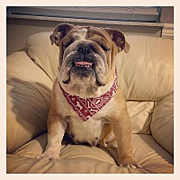 Hoosier Bulldog Rescue in Indianapolis, Indiana