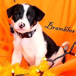 Thumbnail photo of Brambles~adopted! #1