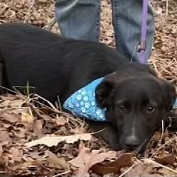 Thumbnail photo of Avery - A-Pup litter #4