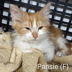 Photo of Pansie
