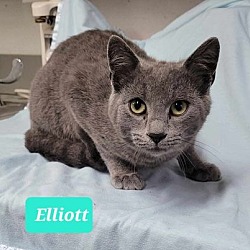 Photo of Elliott