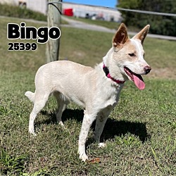 Thumbnail photo of Bingo #1