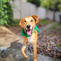 adopt a pet