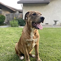 adopt a pet