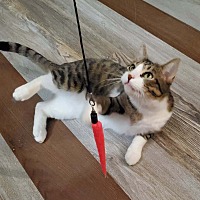 adopt a pet