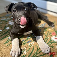 adopt a pet