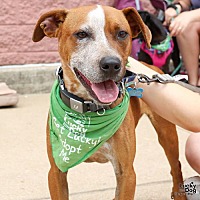 adopt a pet