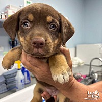 adopt a pet
