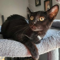 adopt-pet