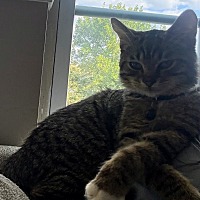 adopt-pet
