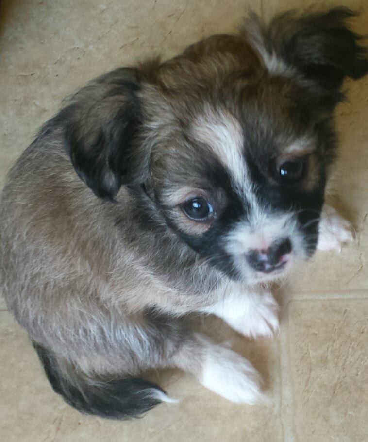Chihuahua. Meet Chiweenie/Shih Tzu pup 