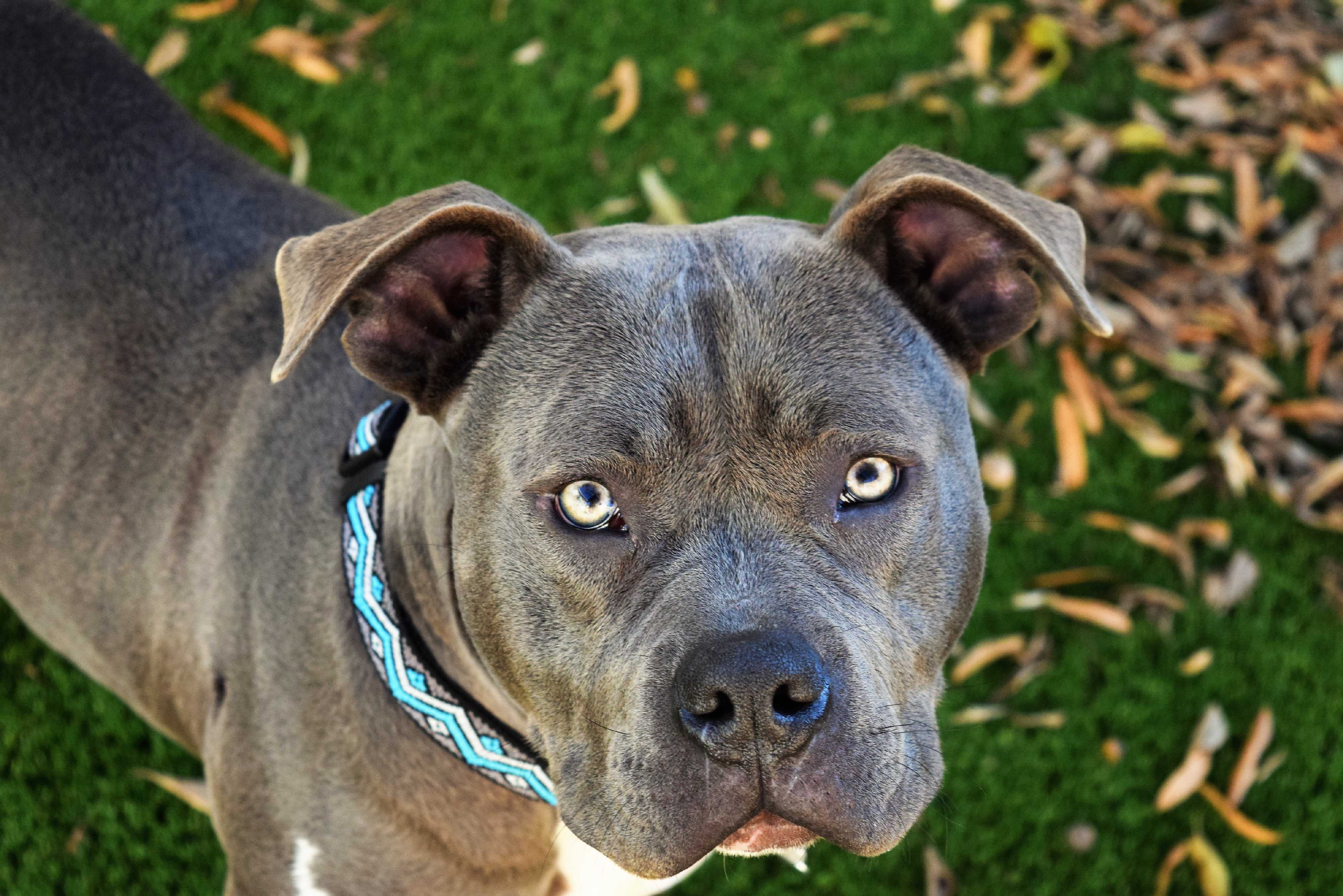 Harrisburg Pa Cane Corso Meet Nelson A Pet For Adoption