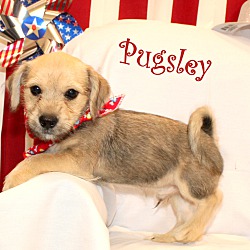 Thumbnail photo of Pugsley~adopted! #3