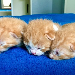 Thumbnail photo of Meow Meow & 3 kittens! #4