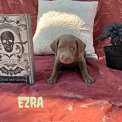 Photo of EZRA