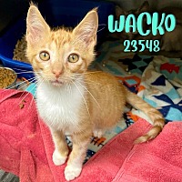 Photo of Wacko