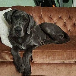 Photo of Harley Dane UT