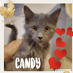 Photo of Candy