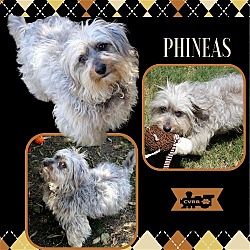 Photo of Phineas (Ritzy)
