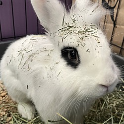 bonded pet photo