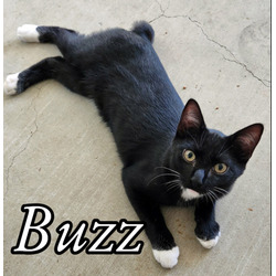 Thumbnail photo of Buzz #1