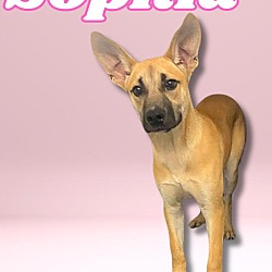 Thumbnail photo of Sophia #1