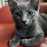 adopt a pet