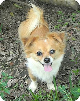Papillon Chihuahua Mix For Goldenacresdogs Papillon Chihuahua Mix For