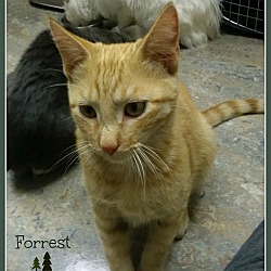 Thumbnail photo of FORREST #2