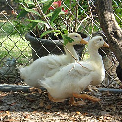 Thumbnail photo of Pekin Ducklings #1