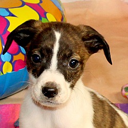 Thumbnail photo of Smidge~adopted! #3
